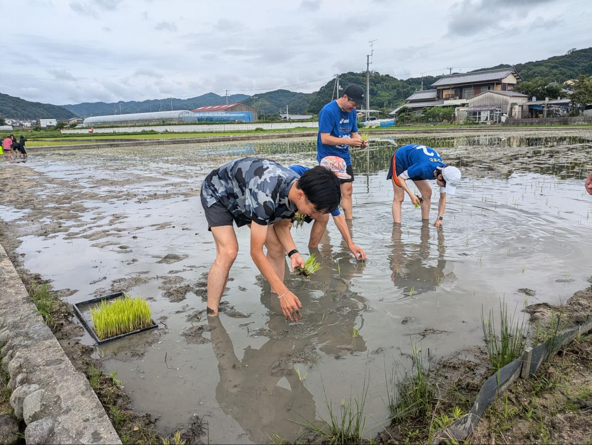 FC今治田んぼで田植えをしてくださる方を募集