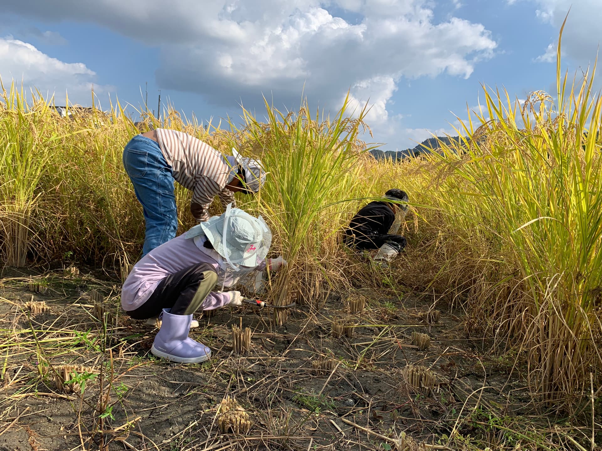 「FC今治田んぼ」稲刈り参加者募集のお知らせ(10月18日)